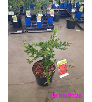 Chaenomeles sup. 'Red Trail' C 2,5 L